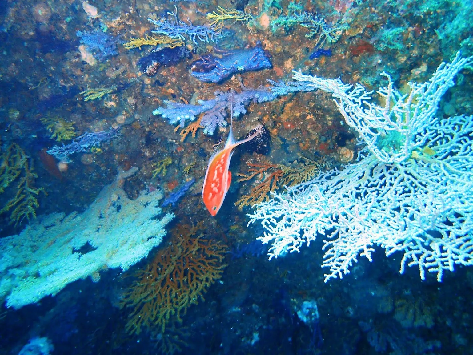 Soft Coral and Cherry Anthias