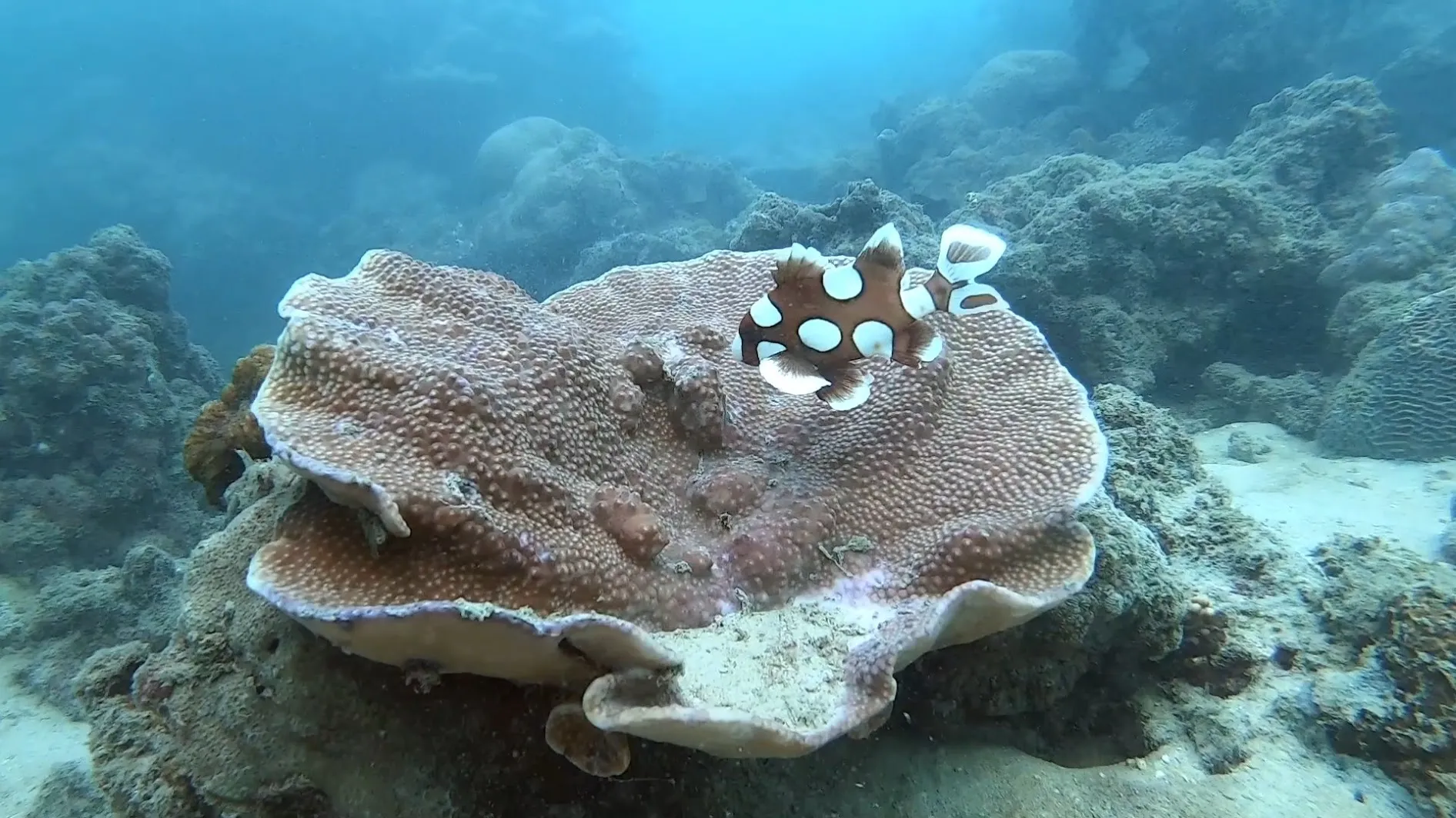 Juvenile Harlequin Sweetlips